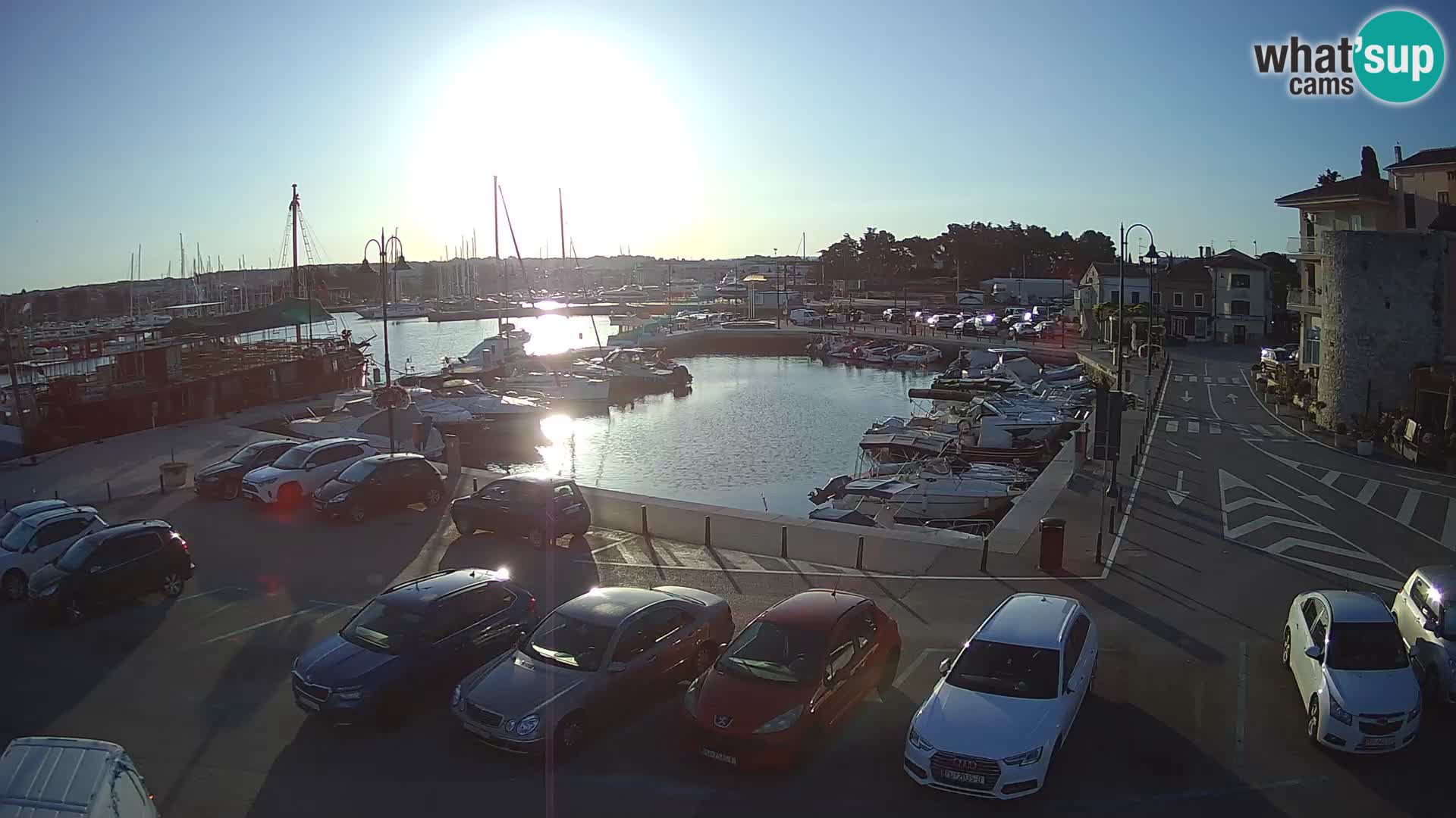 Novigrad | Porporela marina