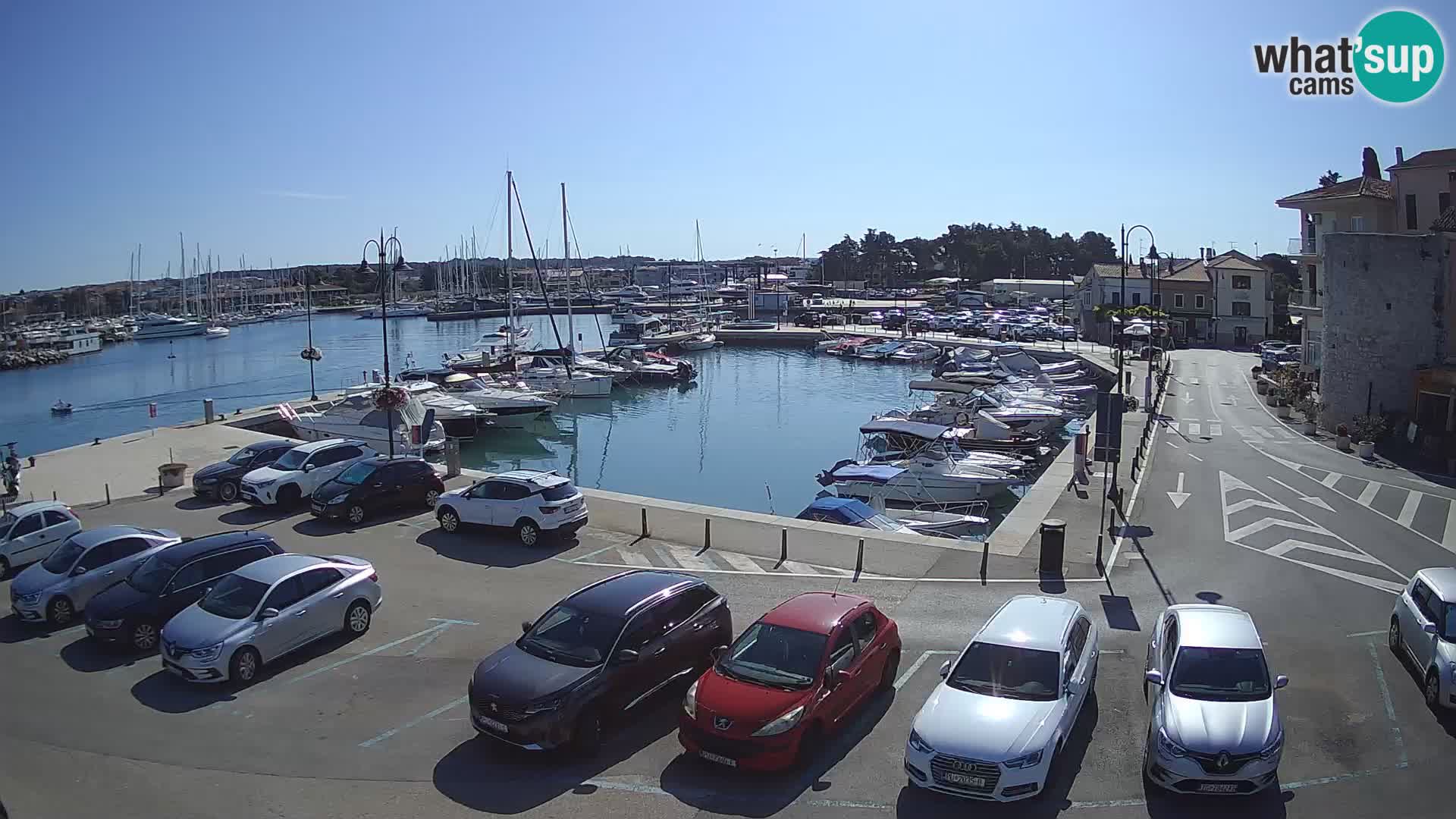 Novigrad | Porporela marina