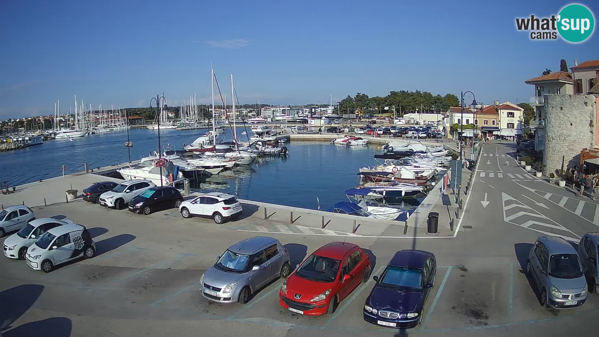 Novigrad | Porporela marina