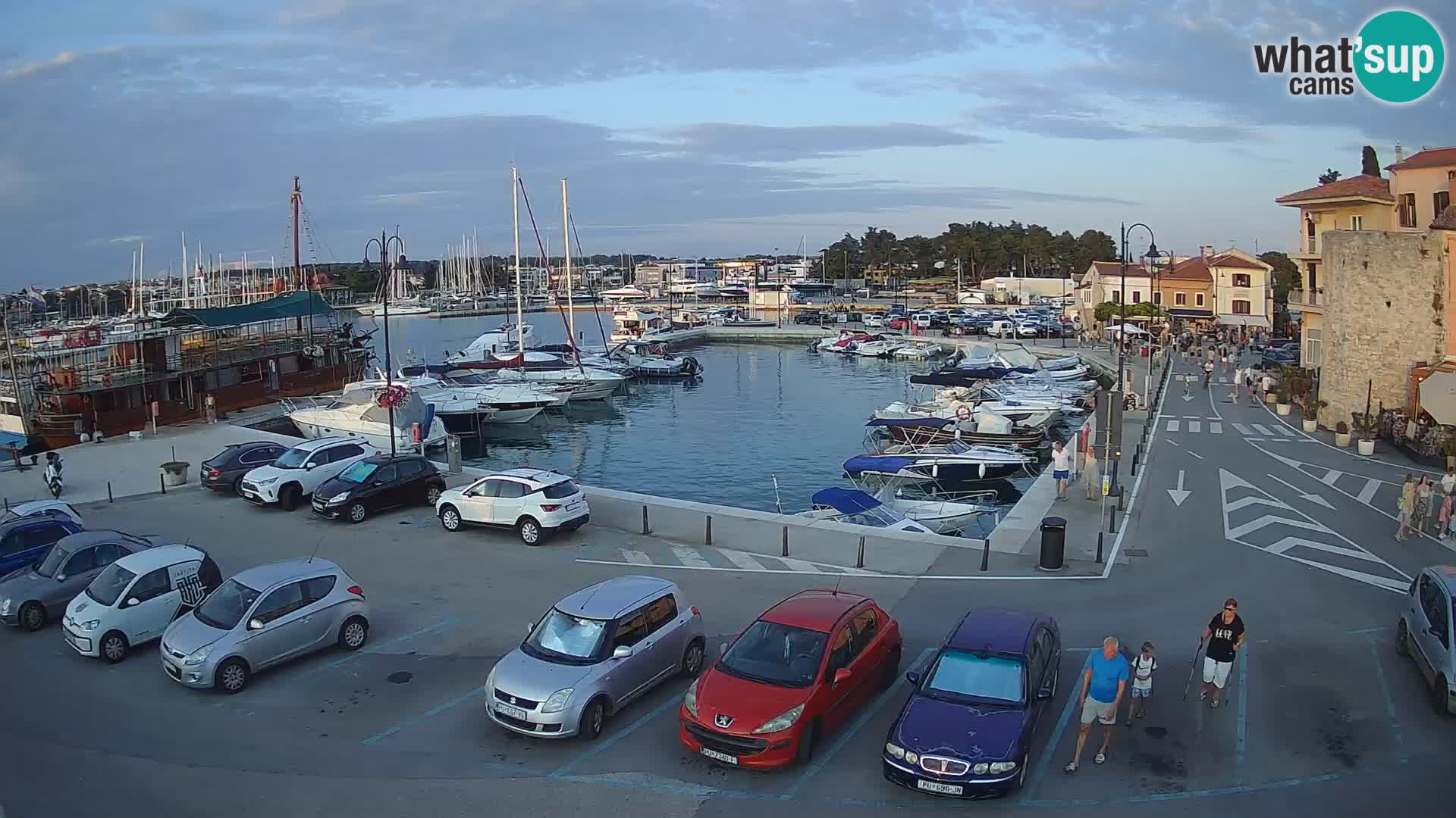 Novigrad | Porporela marina