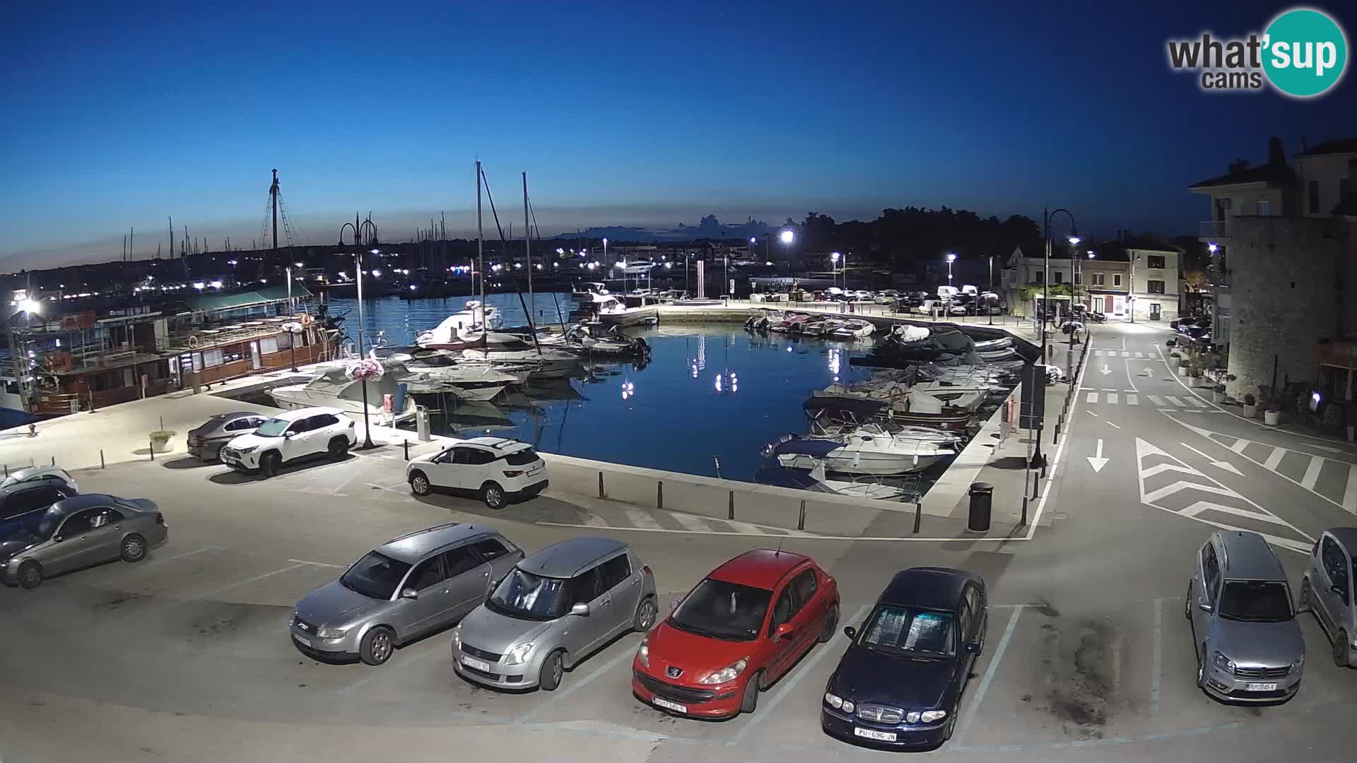 Novigrad | Porporela marina