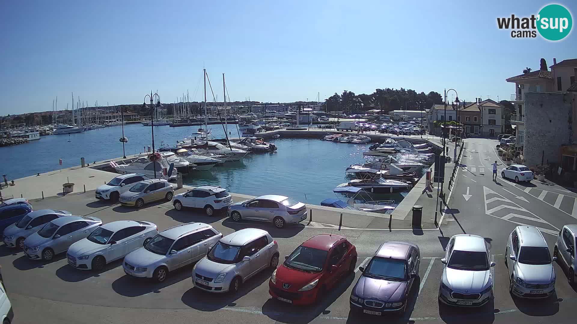 Novigrad | Porporela marina