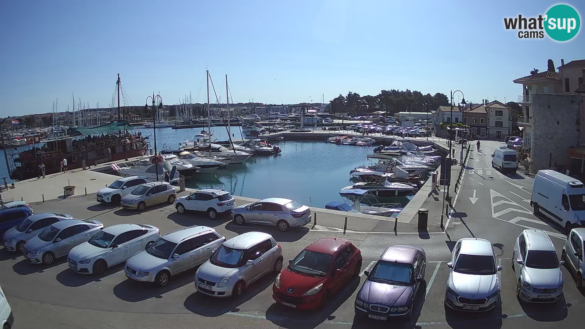 Novigrad | Porporela marina