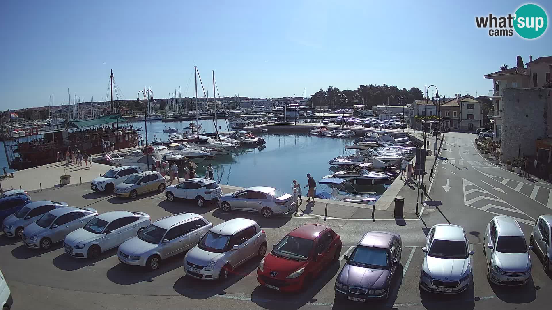 Novigrad | Porporela marina