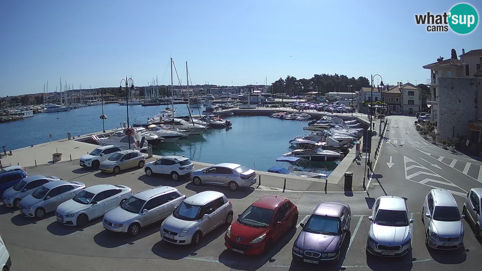 Novigrad | Porporela marina