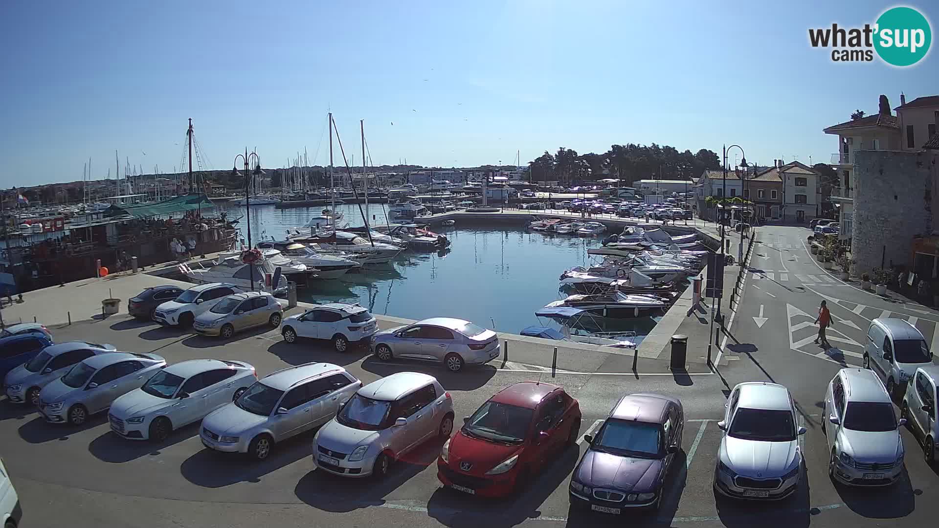 Novigrad | Porporela marina