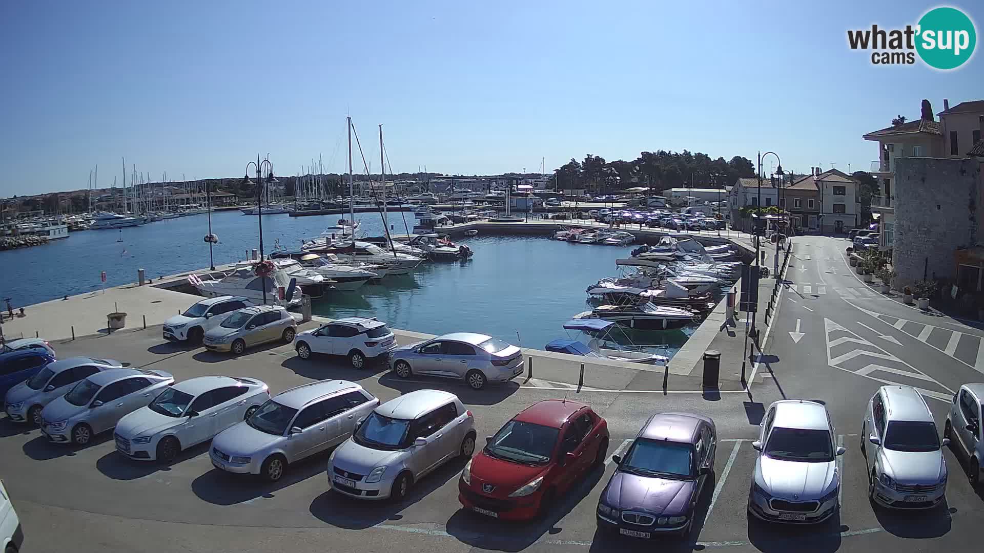 Novigrad | Porporela marina