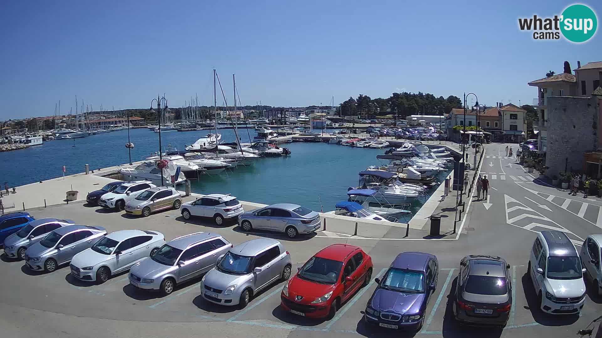 Novigrad | Porporela marina