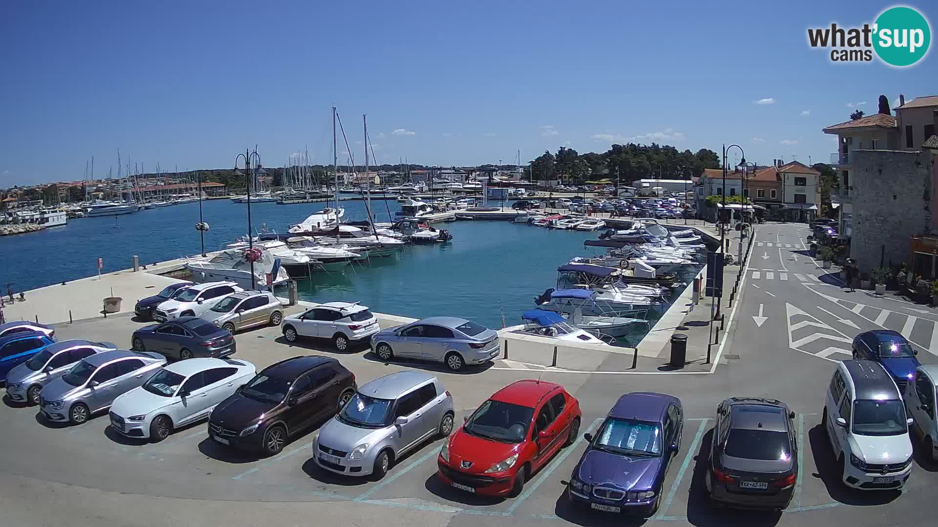 Novigrad | Porporela marina