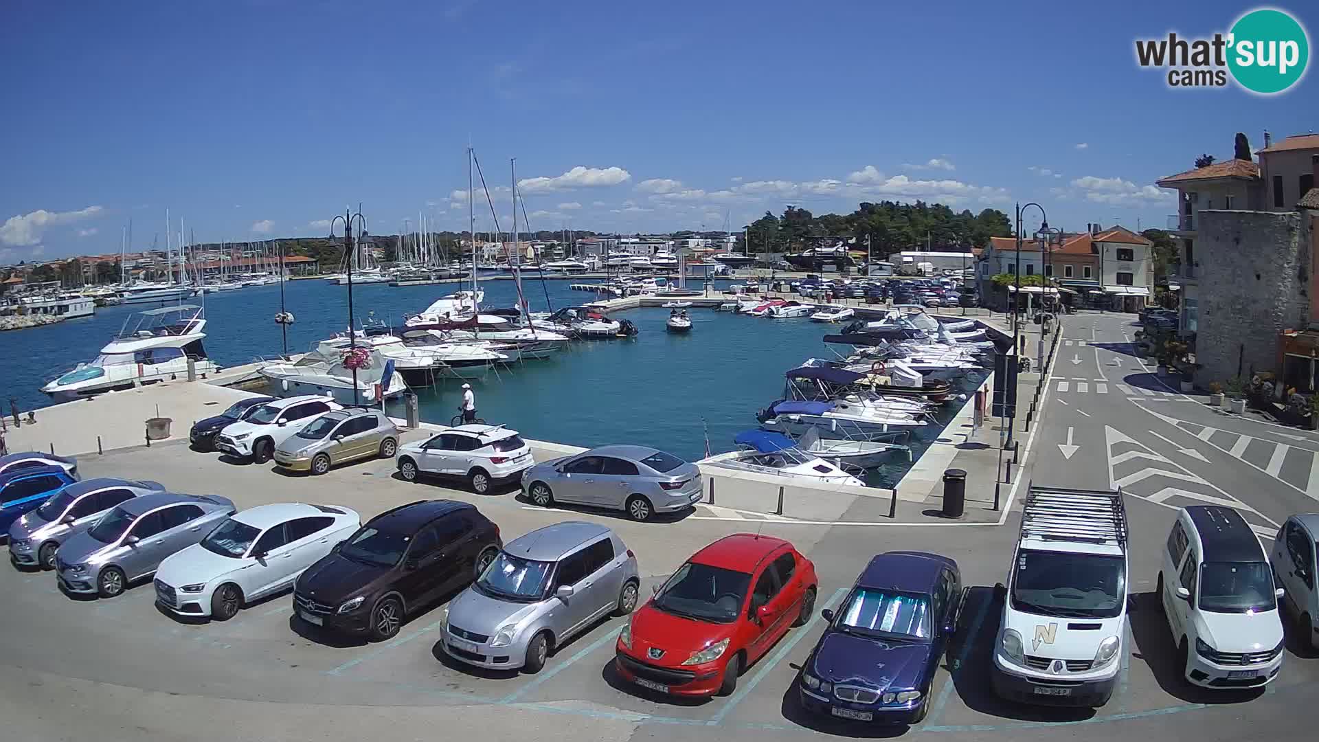 Novigrad | Porporela marina