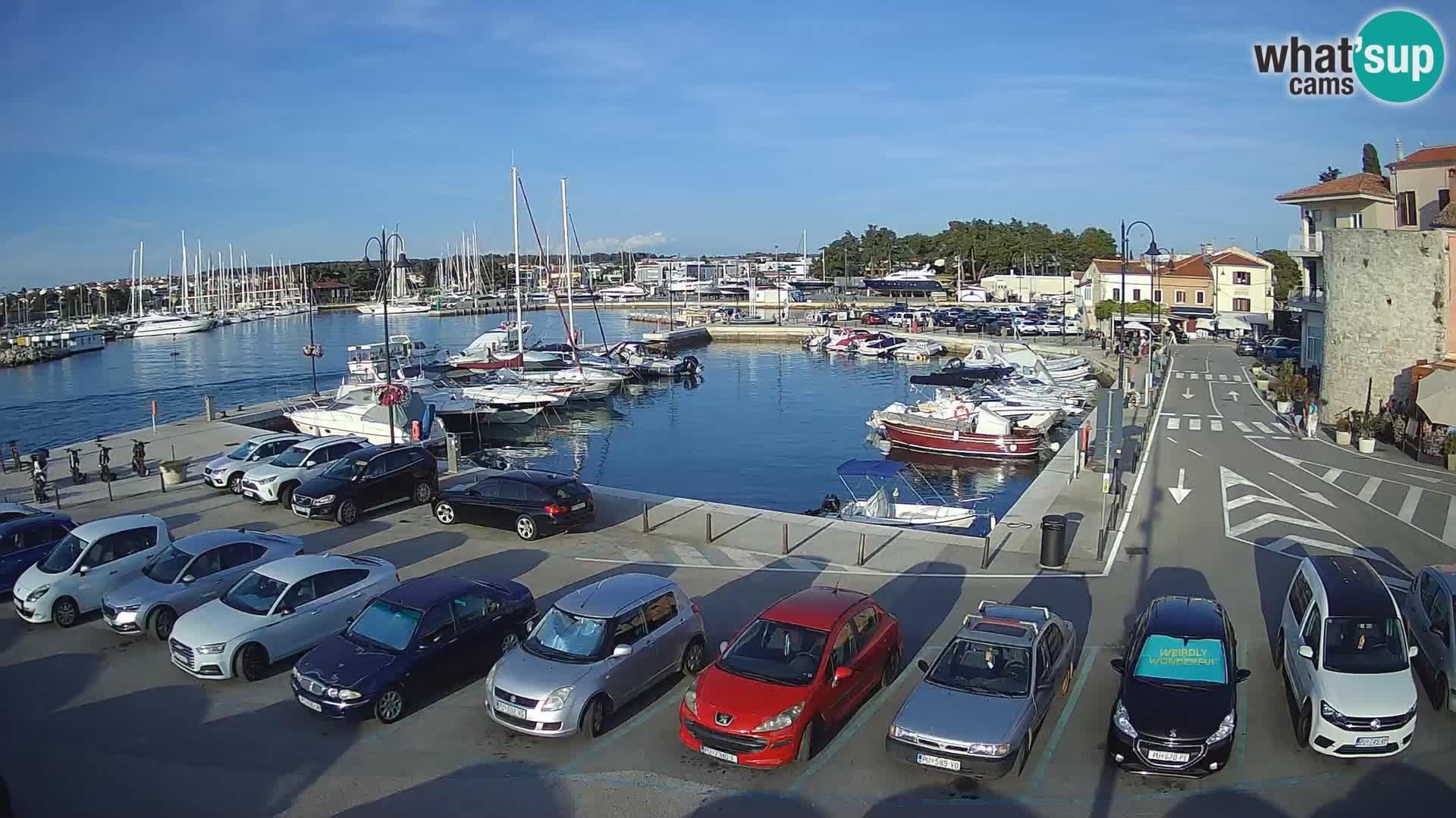 Novigrad | Porporela marina