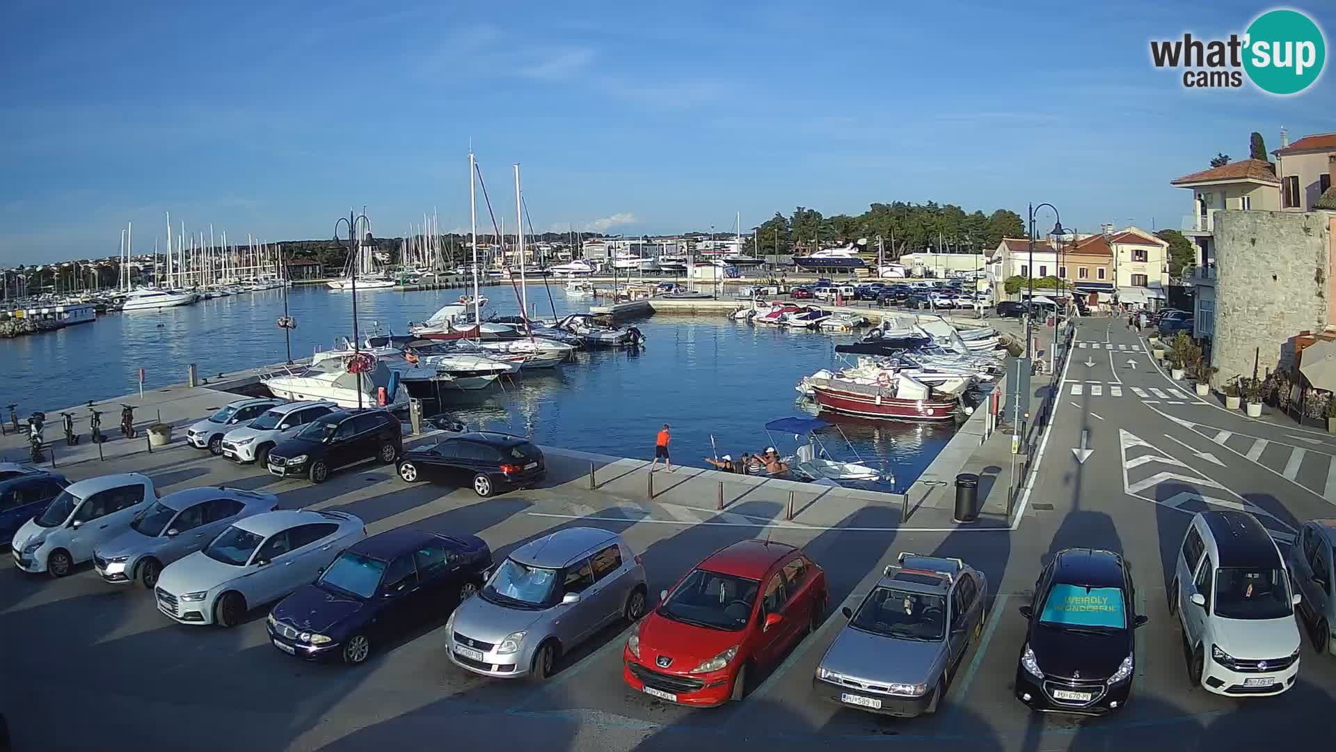 Novigrad | Porporela marina