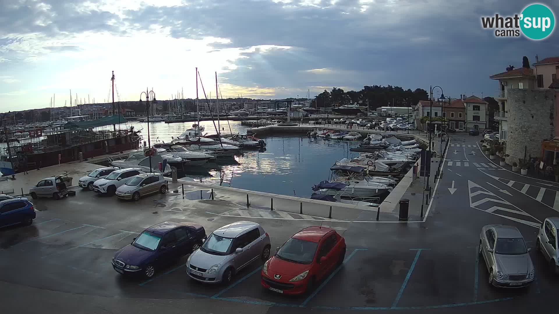 Novigrad | Porporela marina