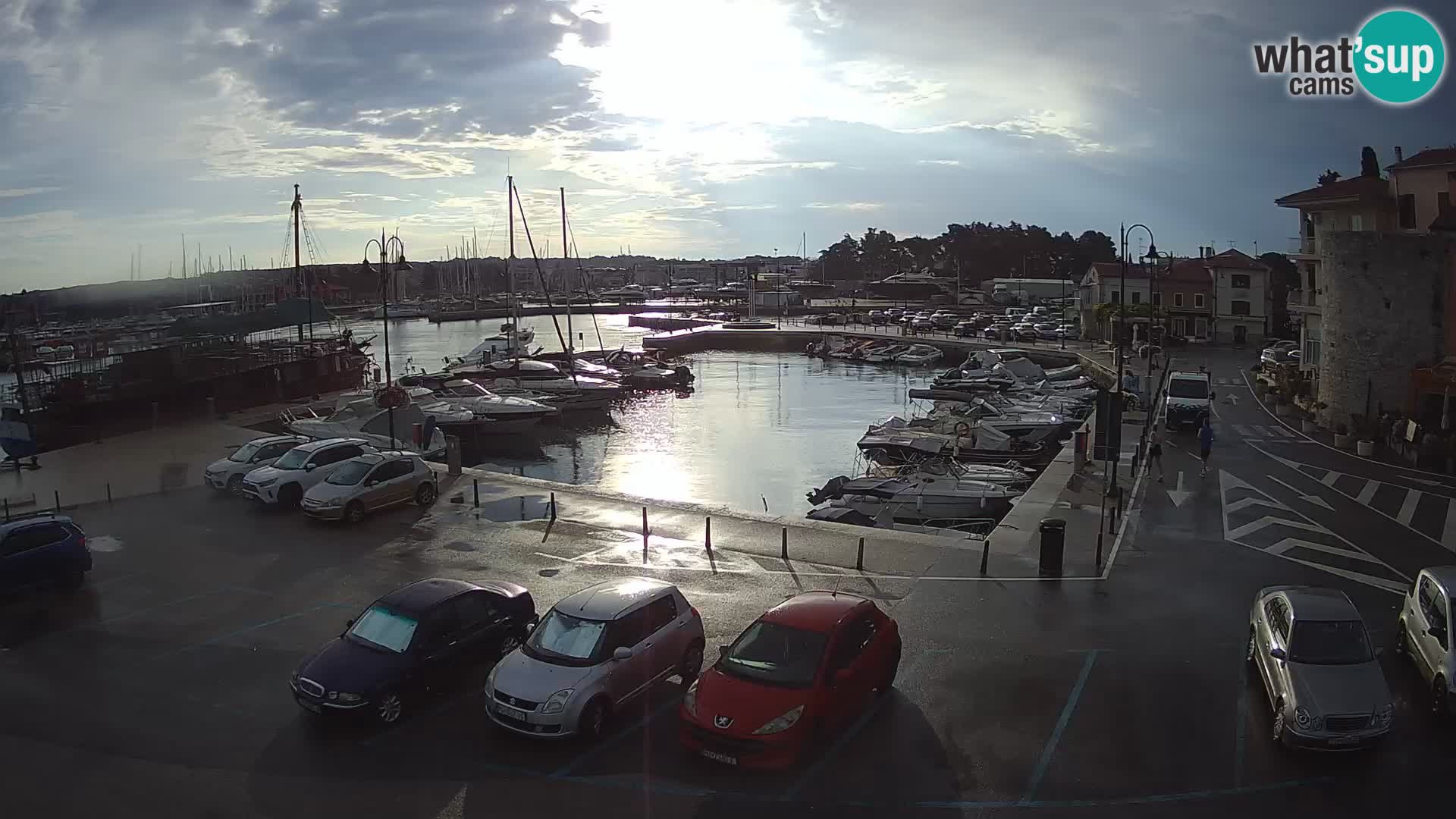Novigrad | Porporela marina