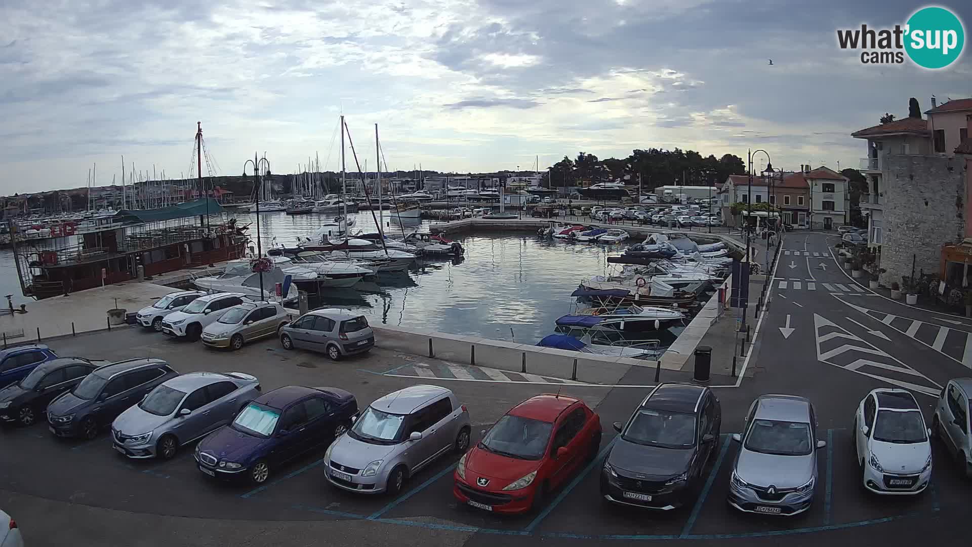 Novigrad | Porporela marina