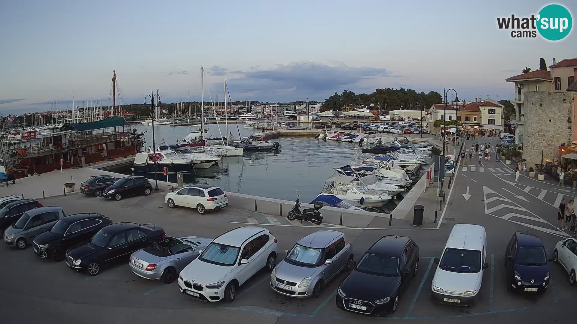 Novigrad | Porporela marina