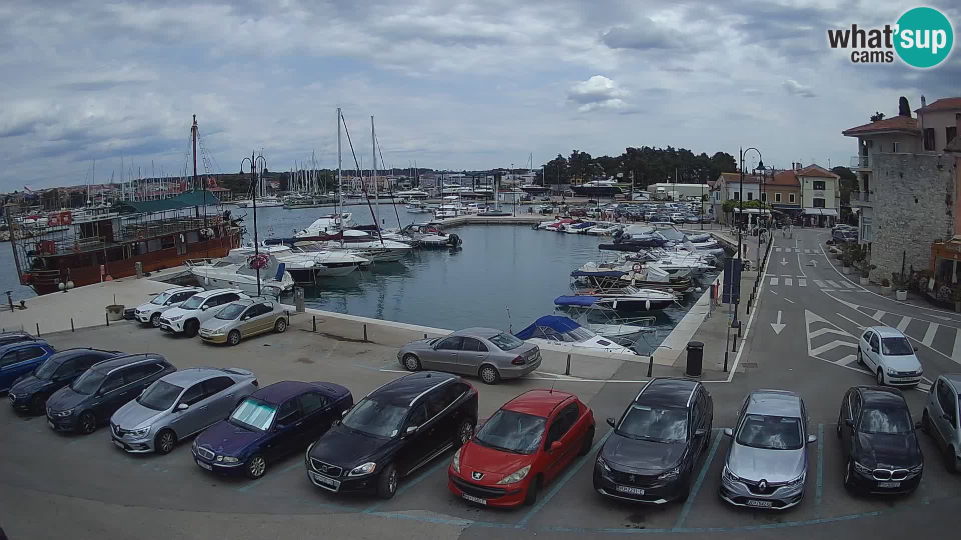 Novigrad | Porporela marina