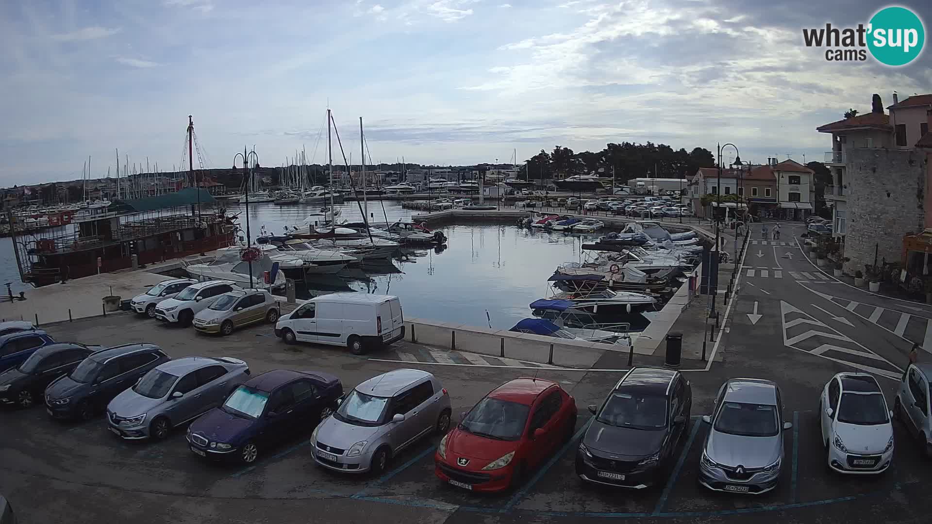 Novigrad | Porporela marina