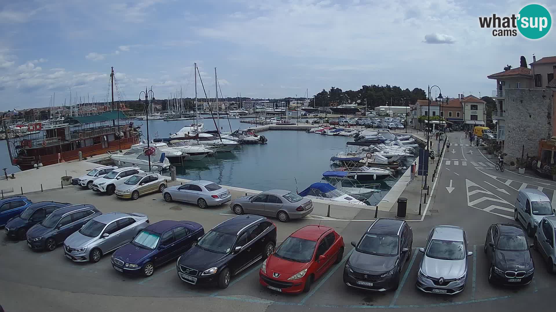 Novigrad | Porporela marina