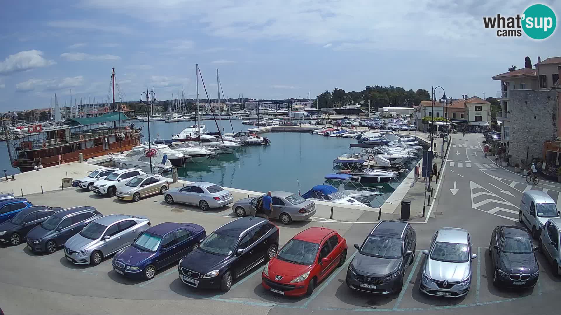 Novigrad | Porporela marina