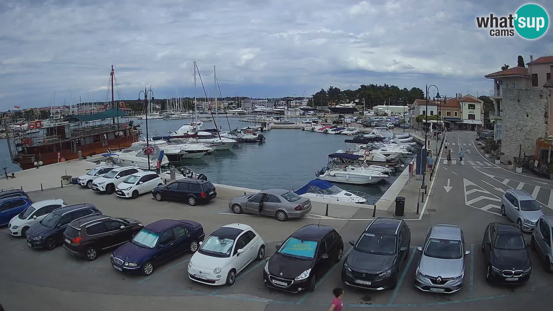 Novigrad | Porporela marina