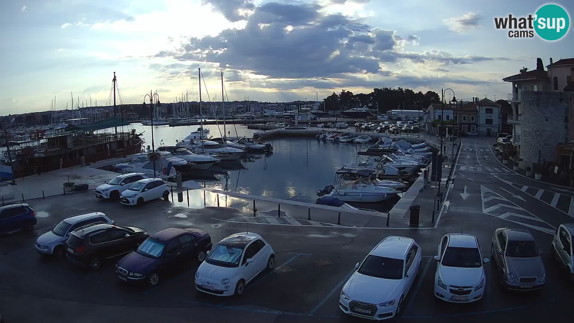 Novigrad | Porporela marina