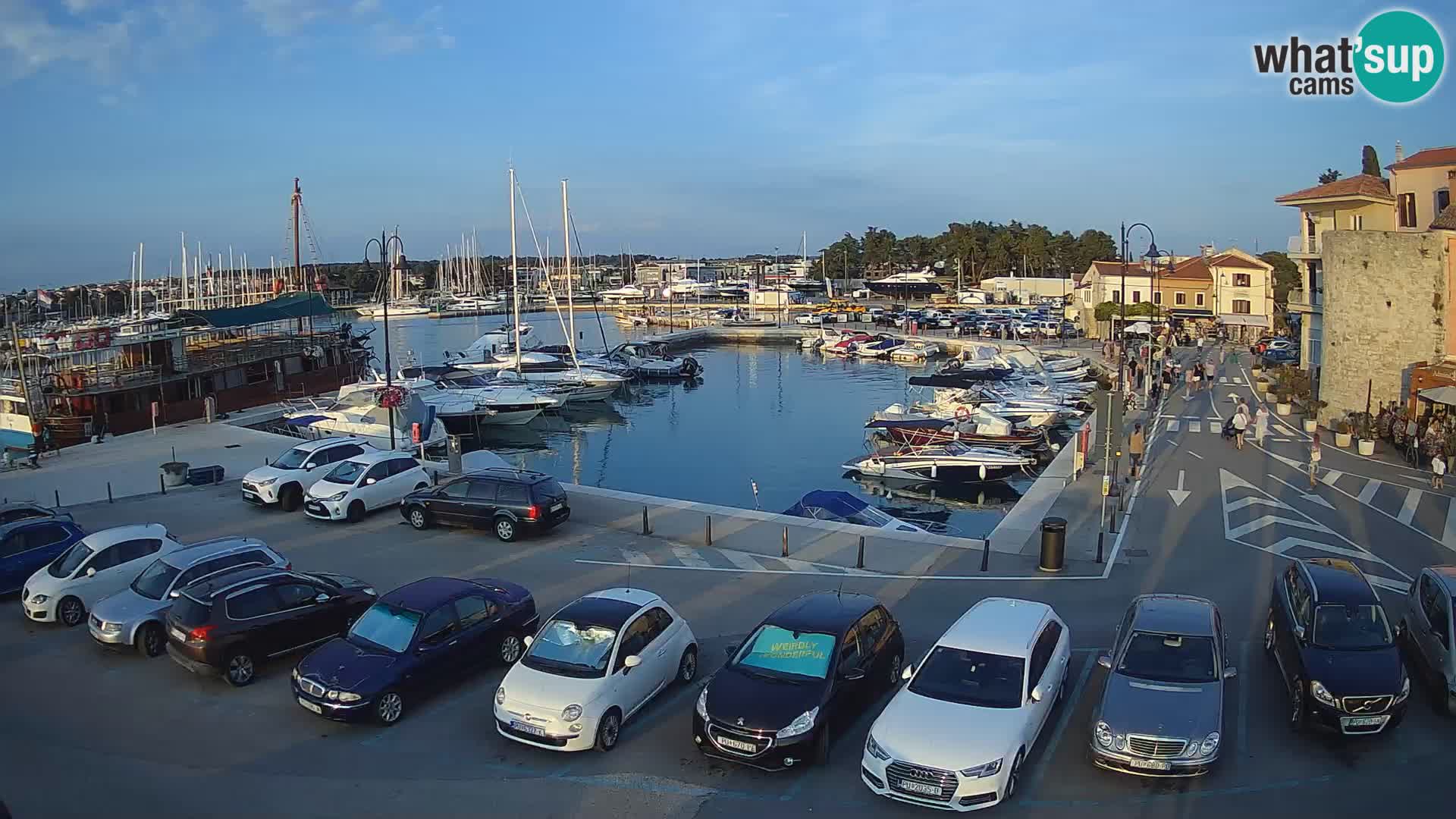 Novigrad | Porporela marina