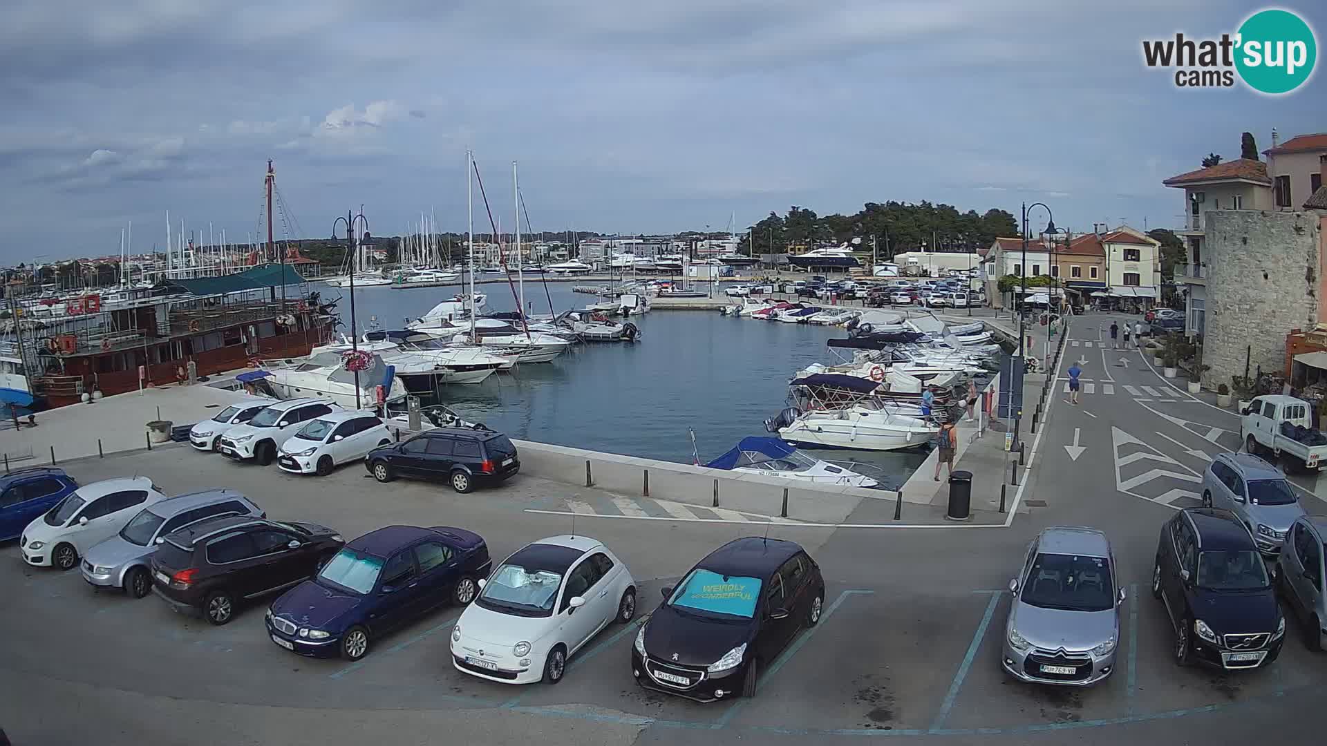 Novigrad | Porporela marina