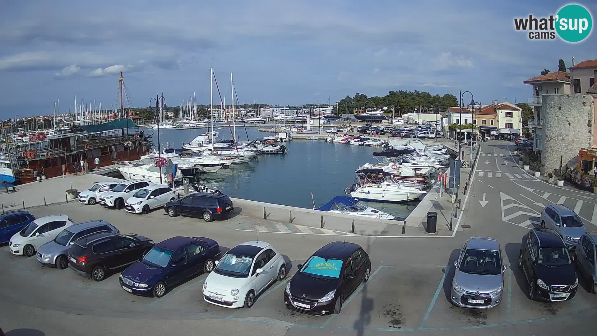 Novigrad | Porporela marina