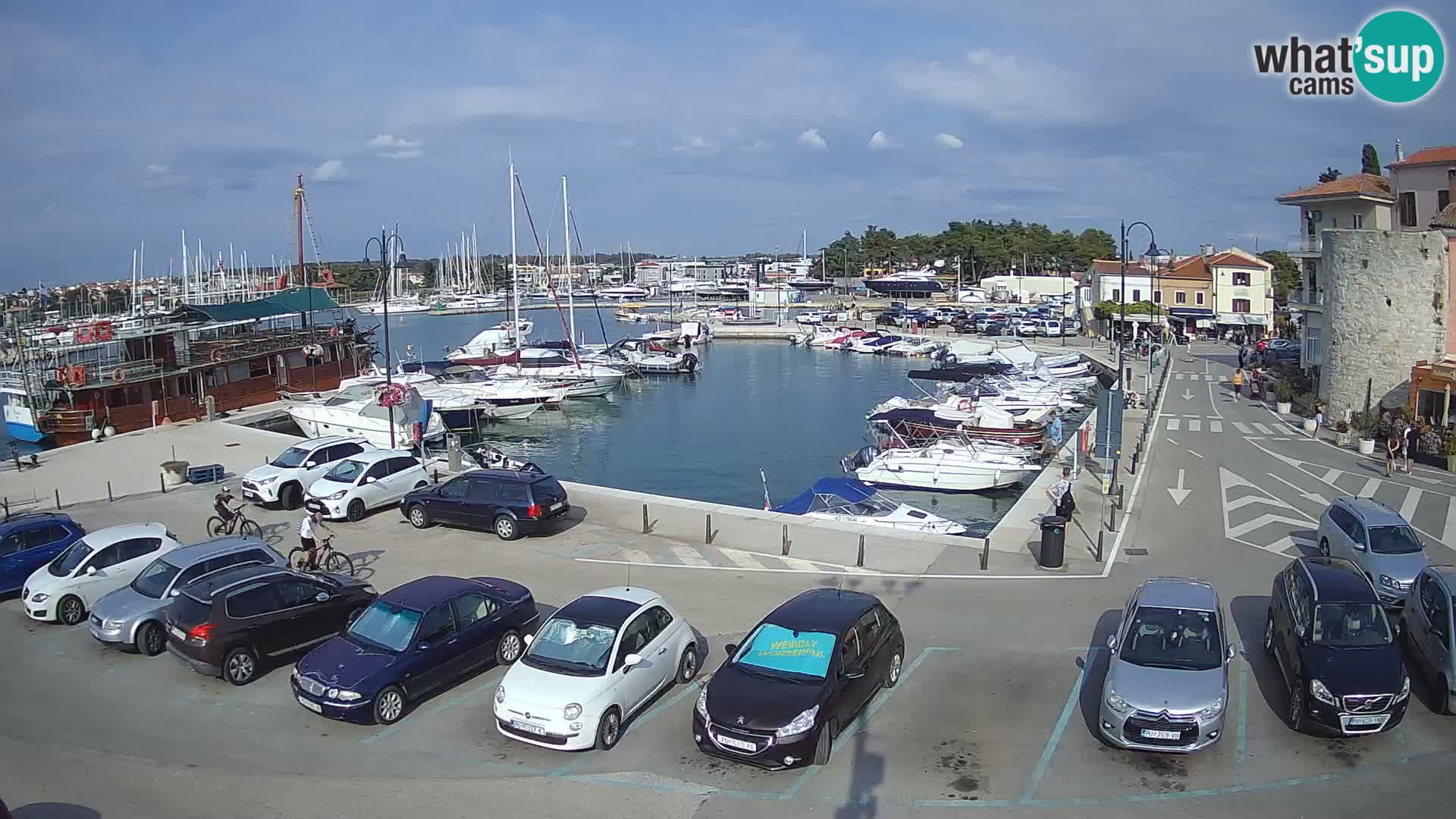 Novigrad | Porporela marina