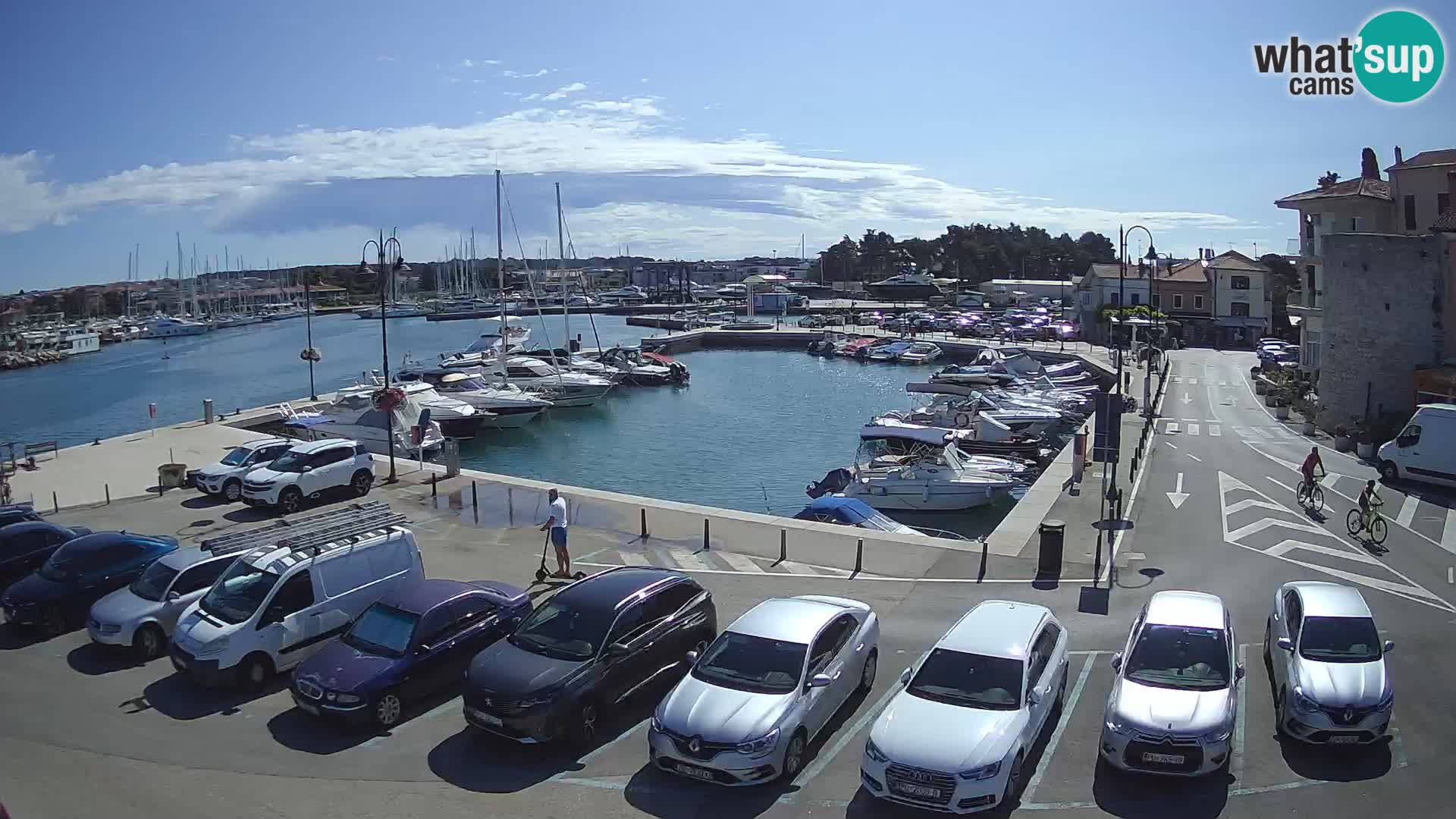 Novigrad | Porporela marina