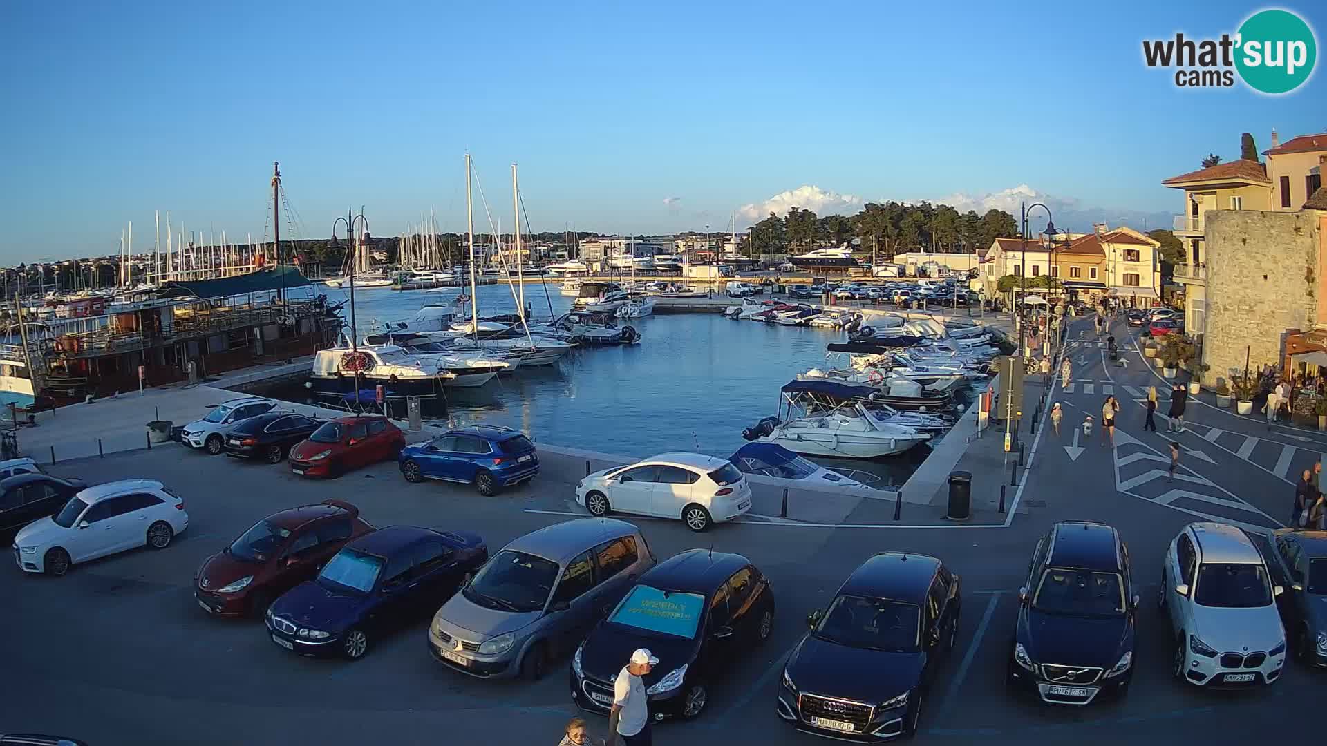 Novigrad | Porporela marina