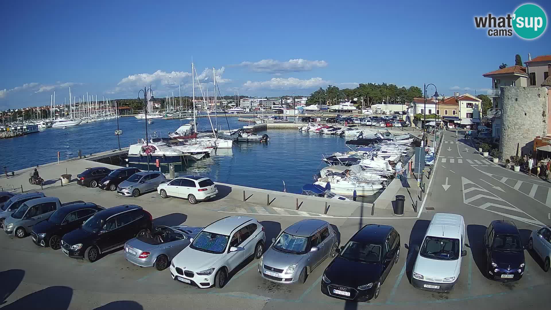 Novigrad | Porporela marina