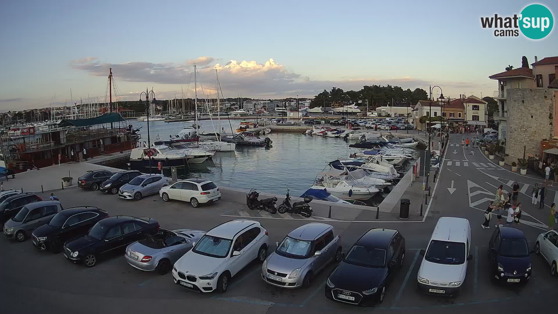 Novigrad | Porporela marina