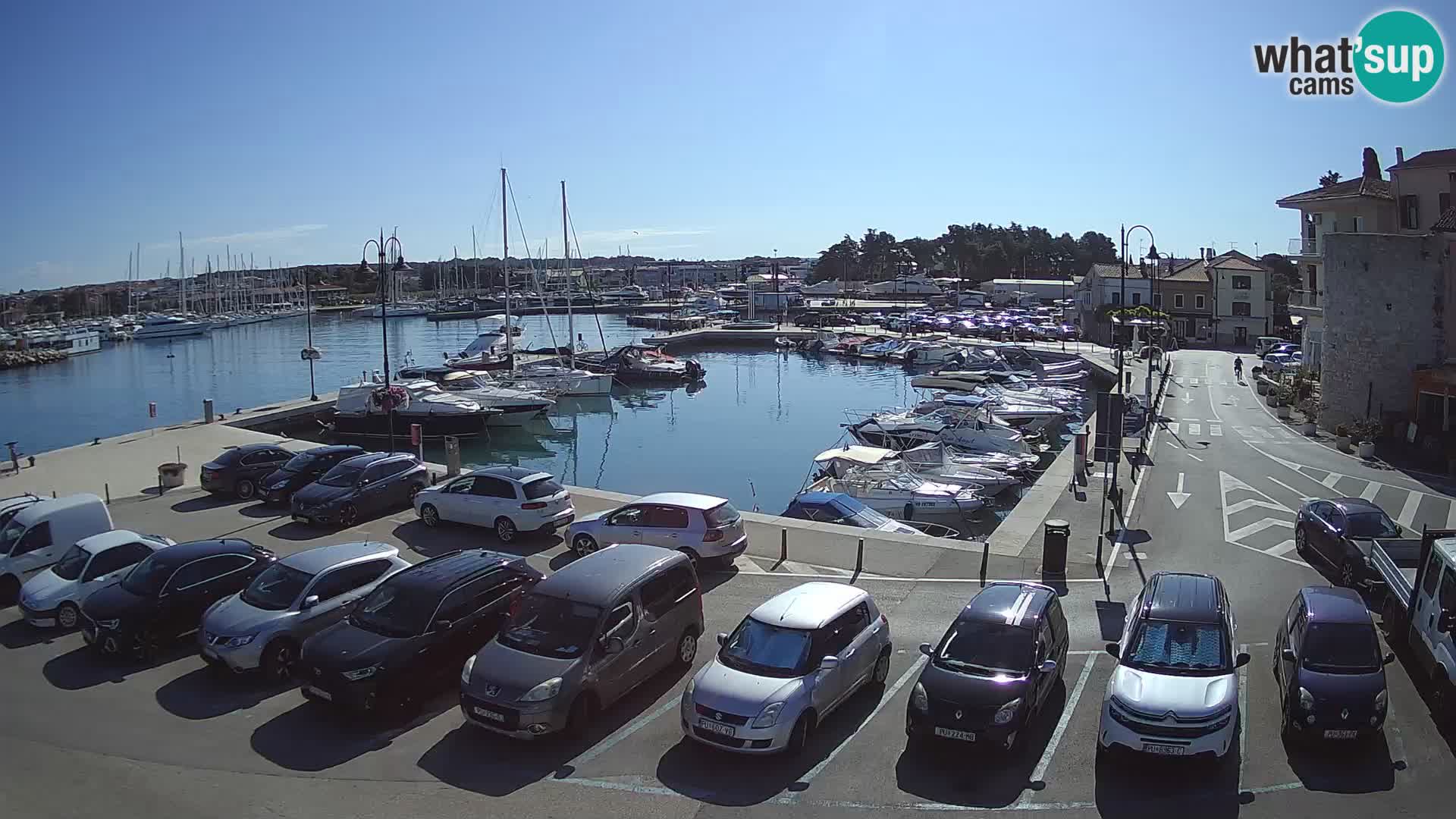 Novigrad | Porporela marina