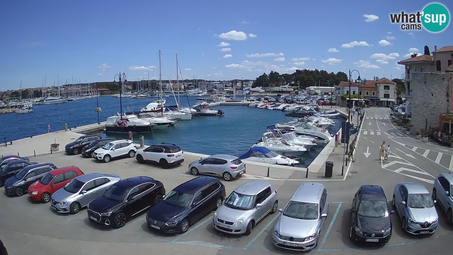 Novigrad | Porporela marina
