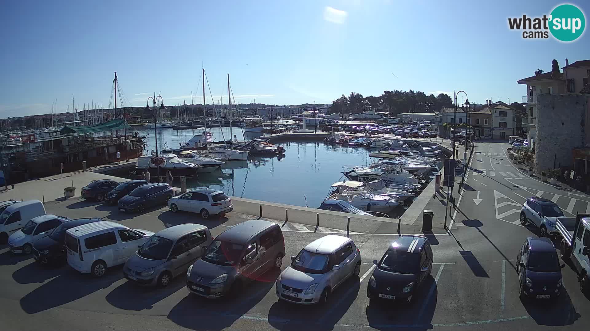 Novigrad | Porporela marina