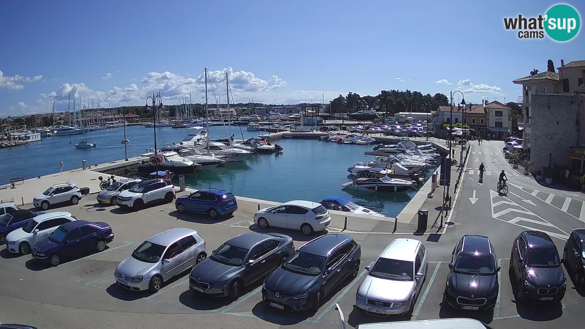 Novigrad | Porporela marina