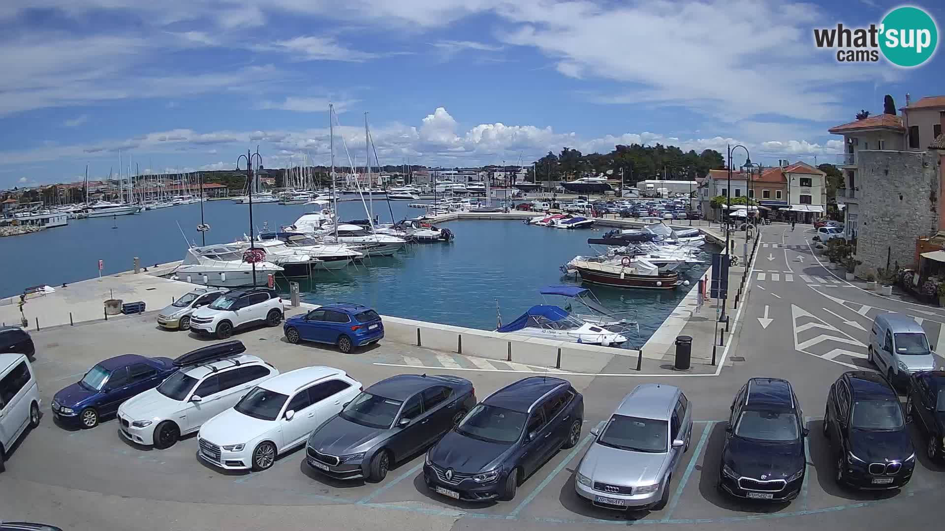 Novigrad | Porporela marina