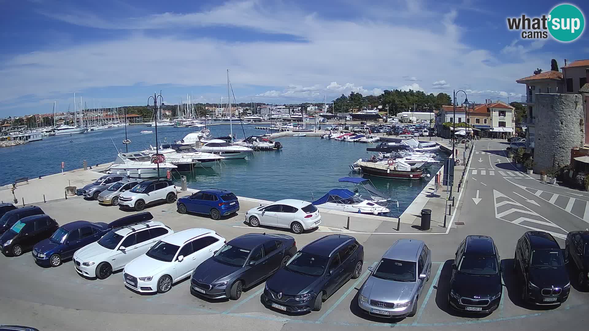Novigrad | Porporela marina