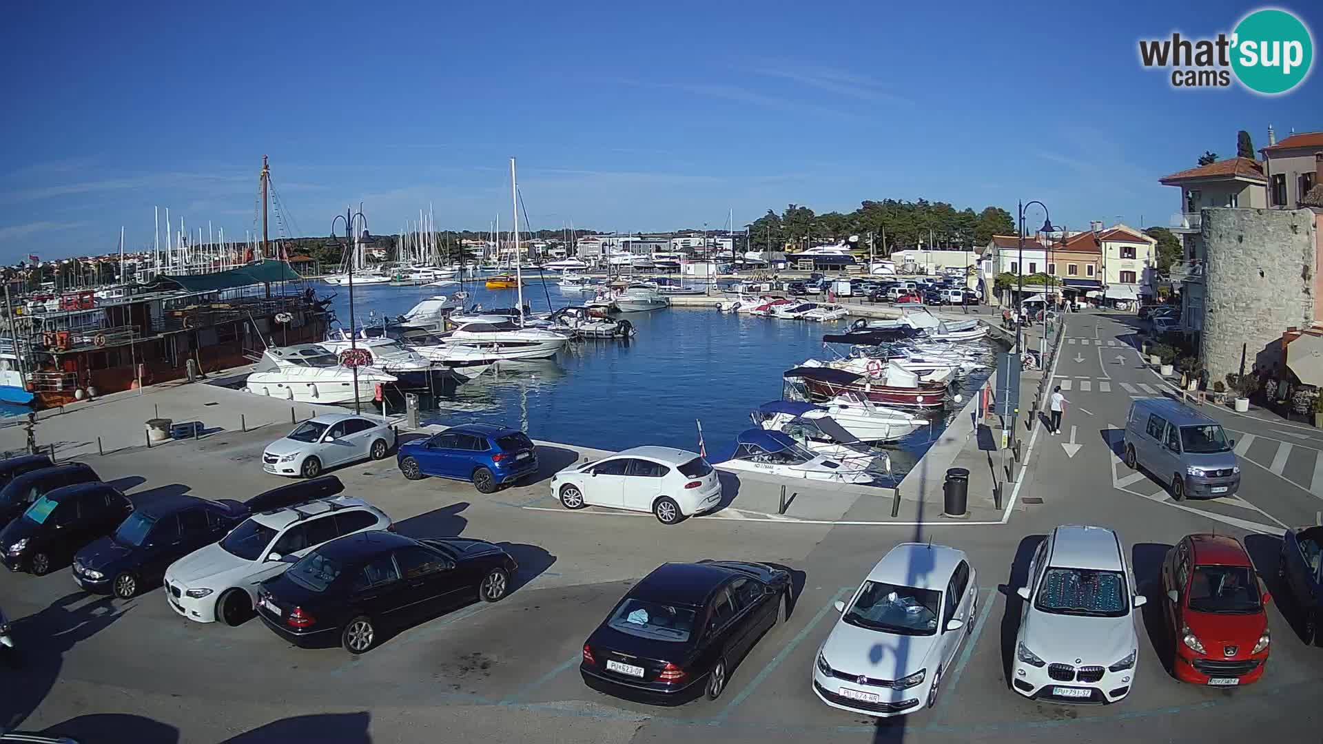 Novigrad | Porporela marina