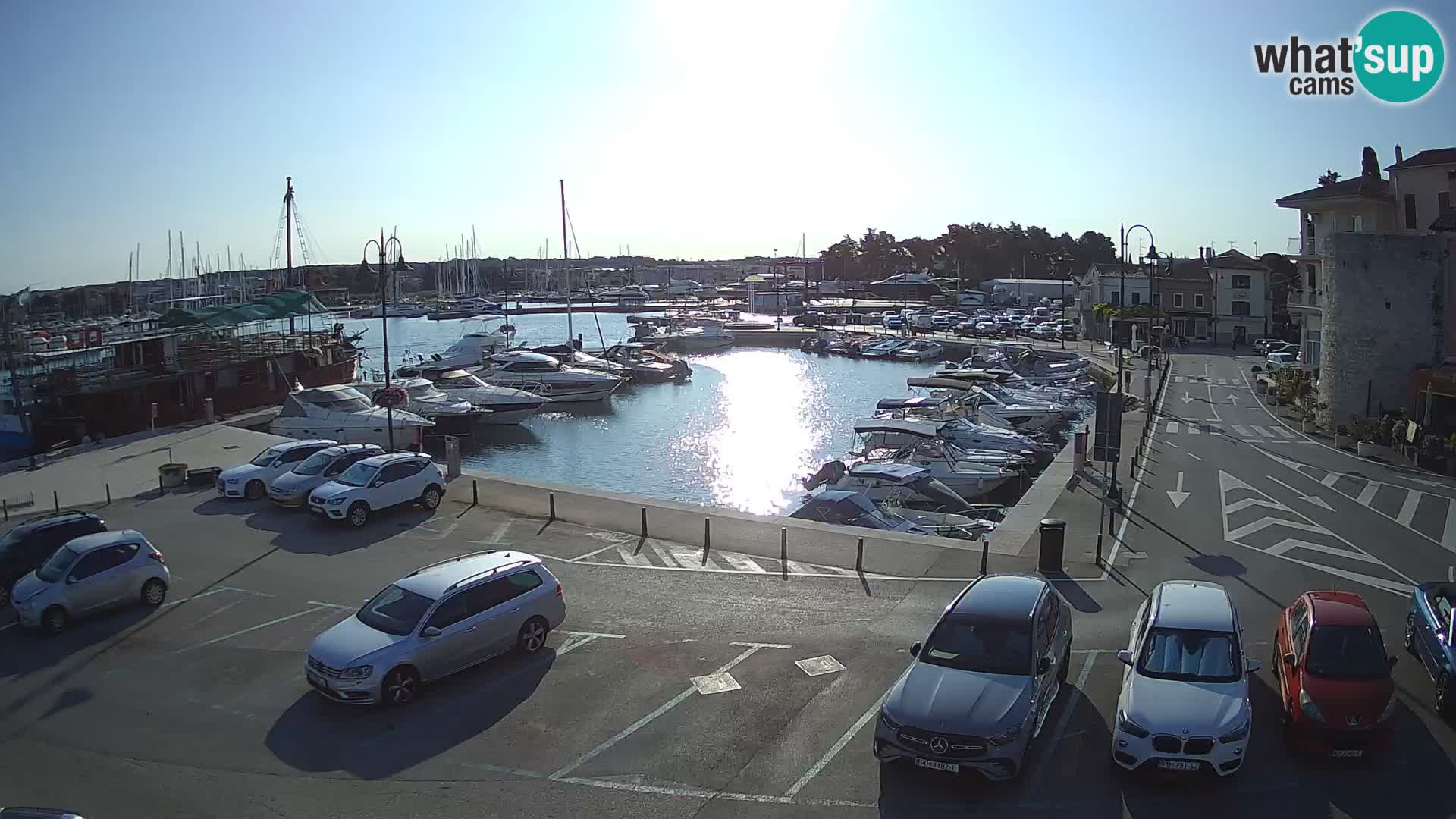 Novigrad | Porporela marina