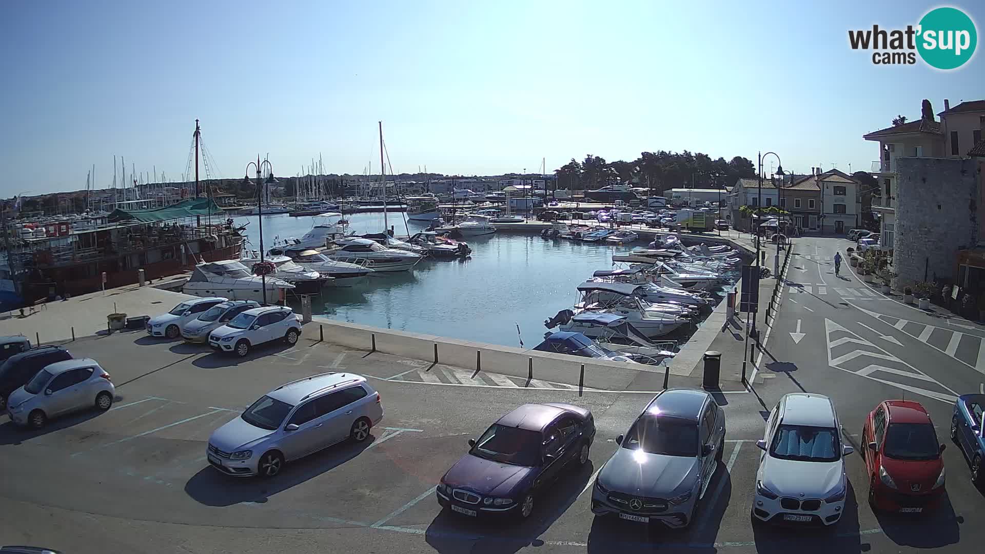 Novigrad | Porporela marina