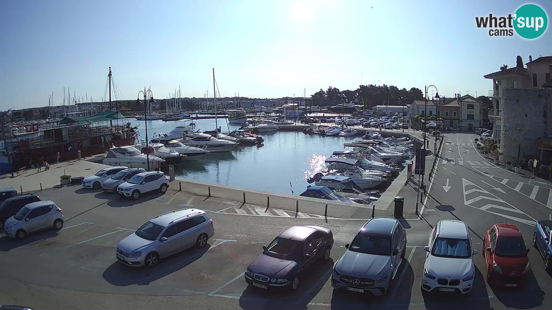 Novigrad | Porporela marina