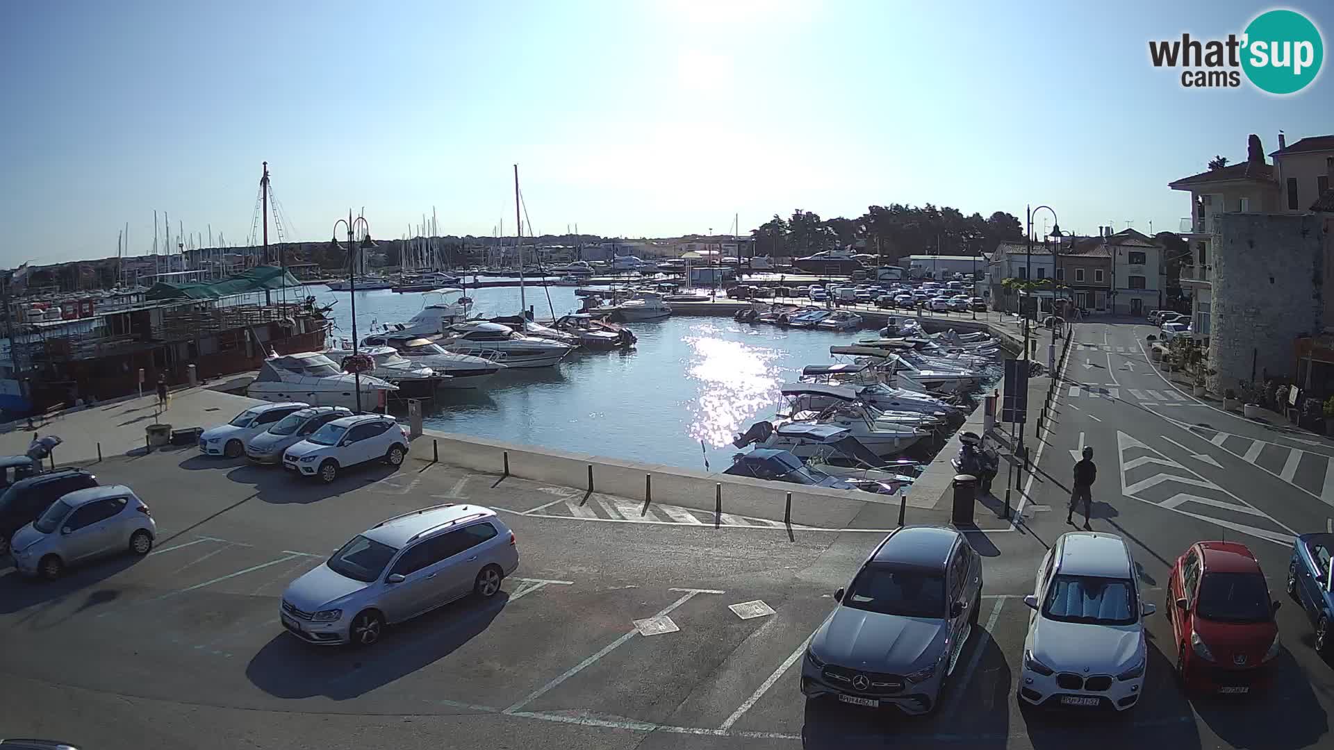 Novigrad | Porporela marina