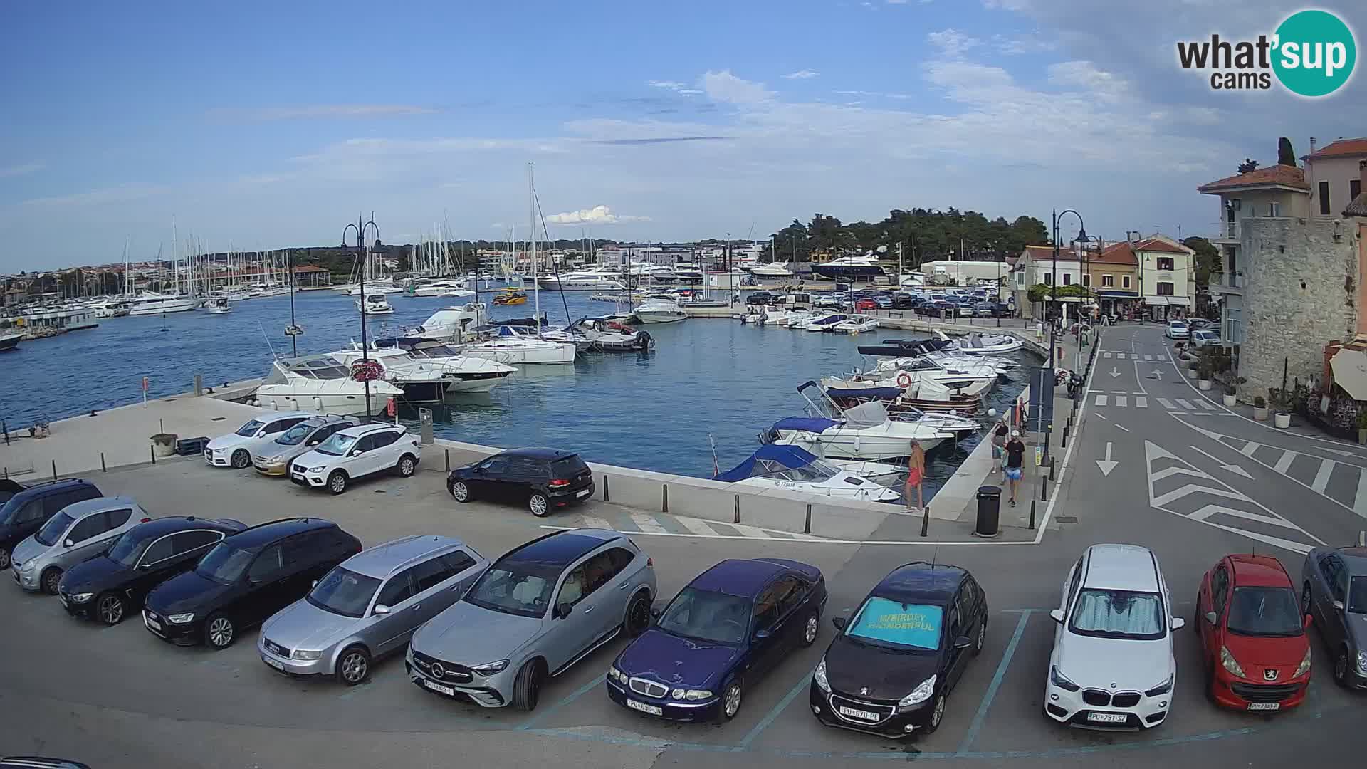 Novigrad | Porporela marina