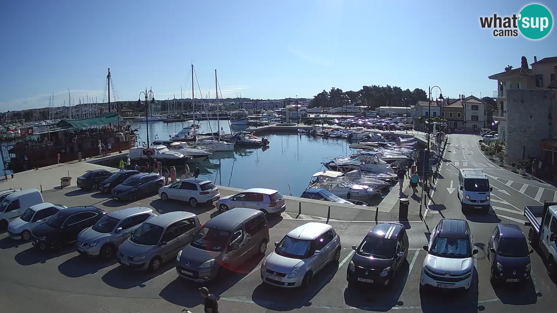 Novigrad | Porporela marina