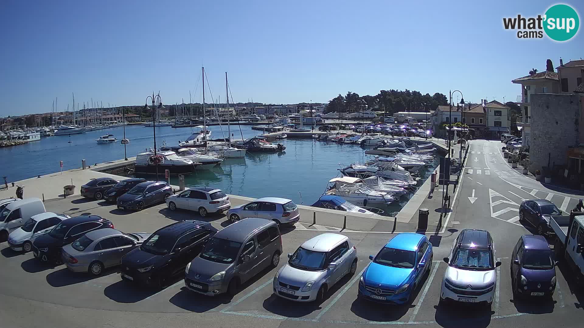Novigrad | Porporela marina
