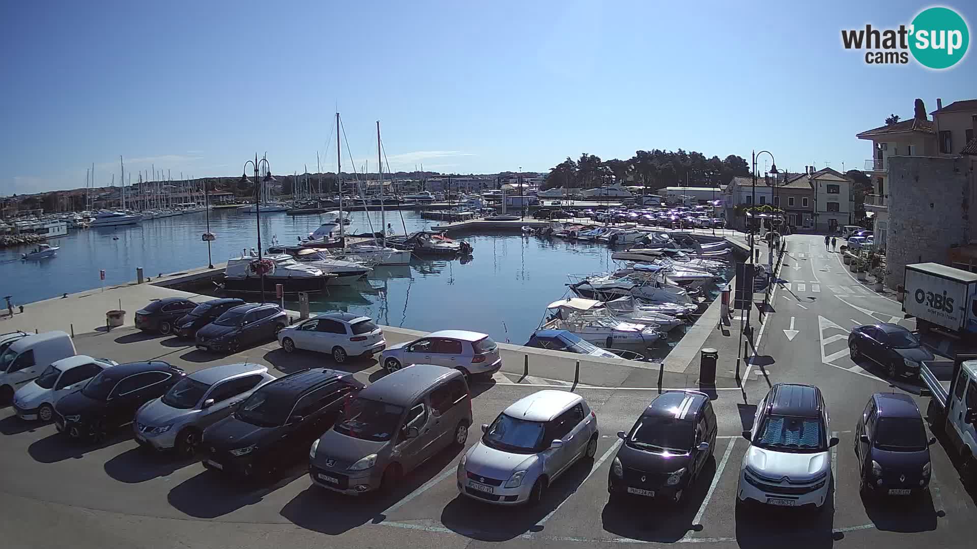 Novigrad | Porporela marina
