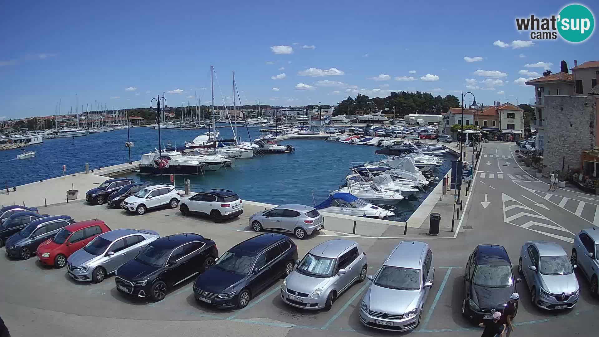 Novigrad | Porporela marina